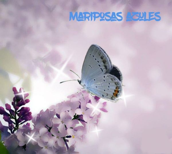 Mariposas azules y su significado